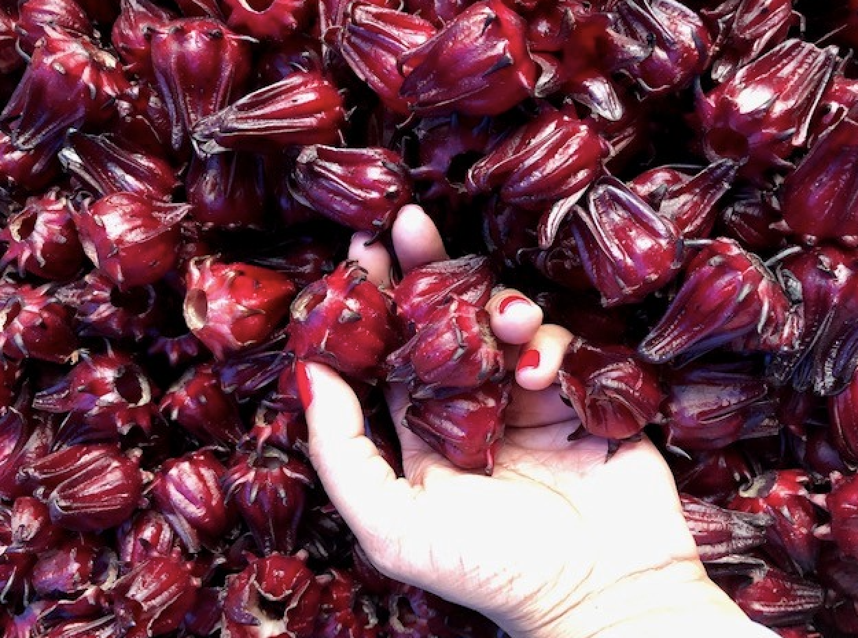 photo of a hand immersed in sorrel fruits